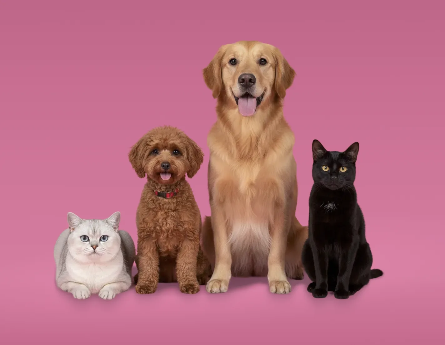 Pet-EZE宠物照护